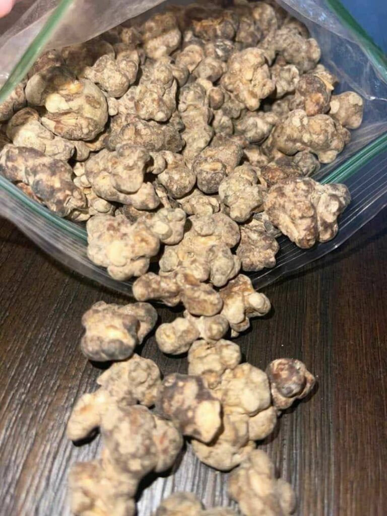 Buy Truffle Mushroom UK - Image 2