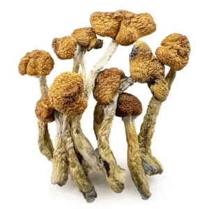 Mazatapec Magic Mushroom