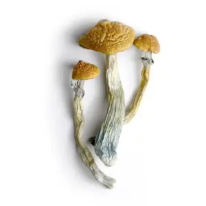 Hillbilly Magic Mushrooms 