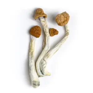 Wollongong Mushrooms