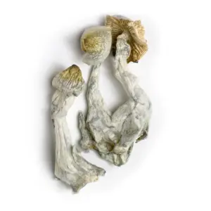Alternative view of Yellow Umbo Mushrooms