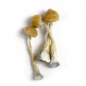 Zilla Mushrooms