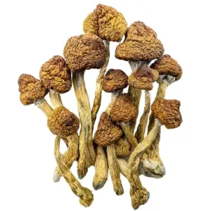 Brazilian Mushroom Strain