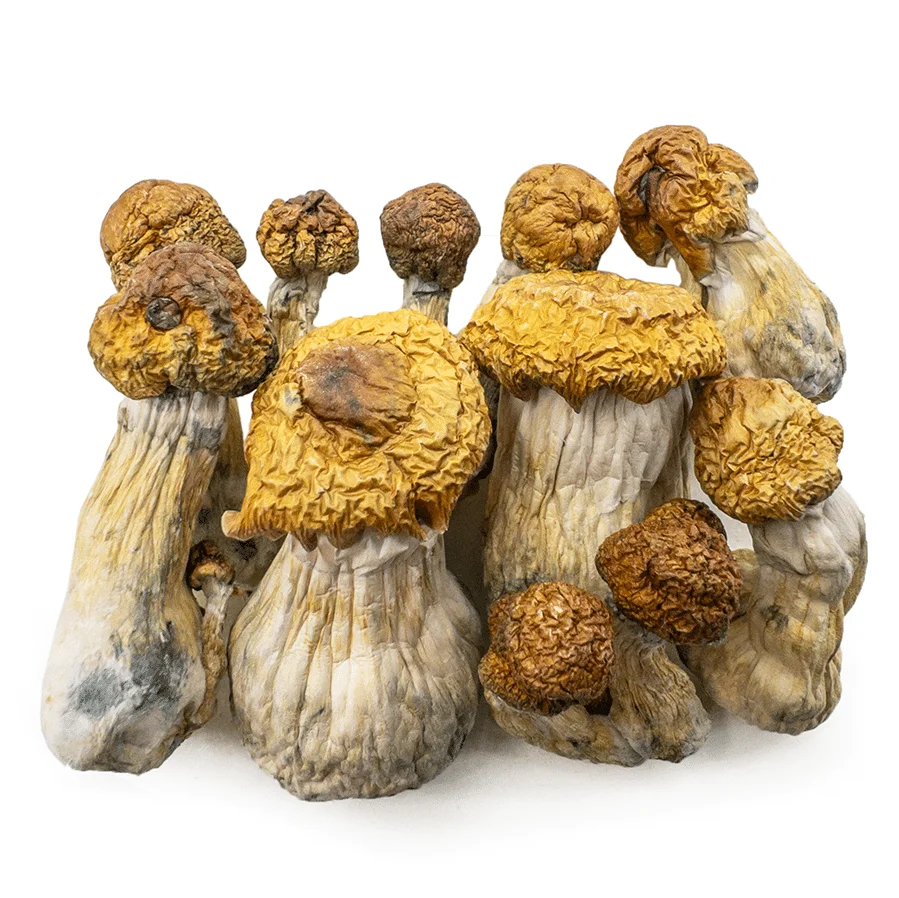 Trans Envy Mushroom